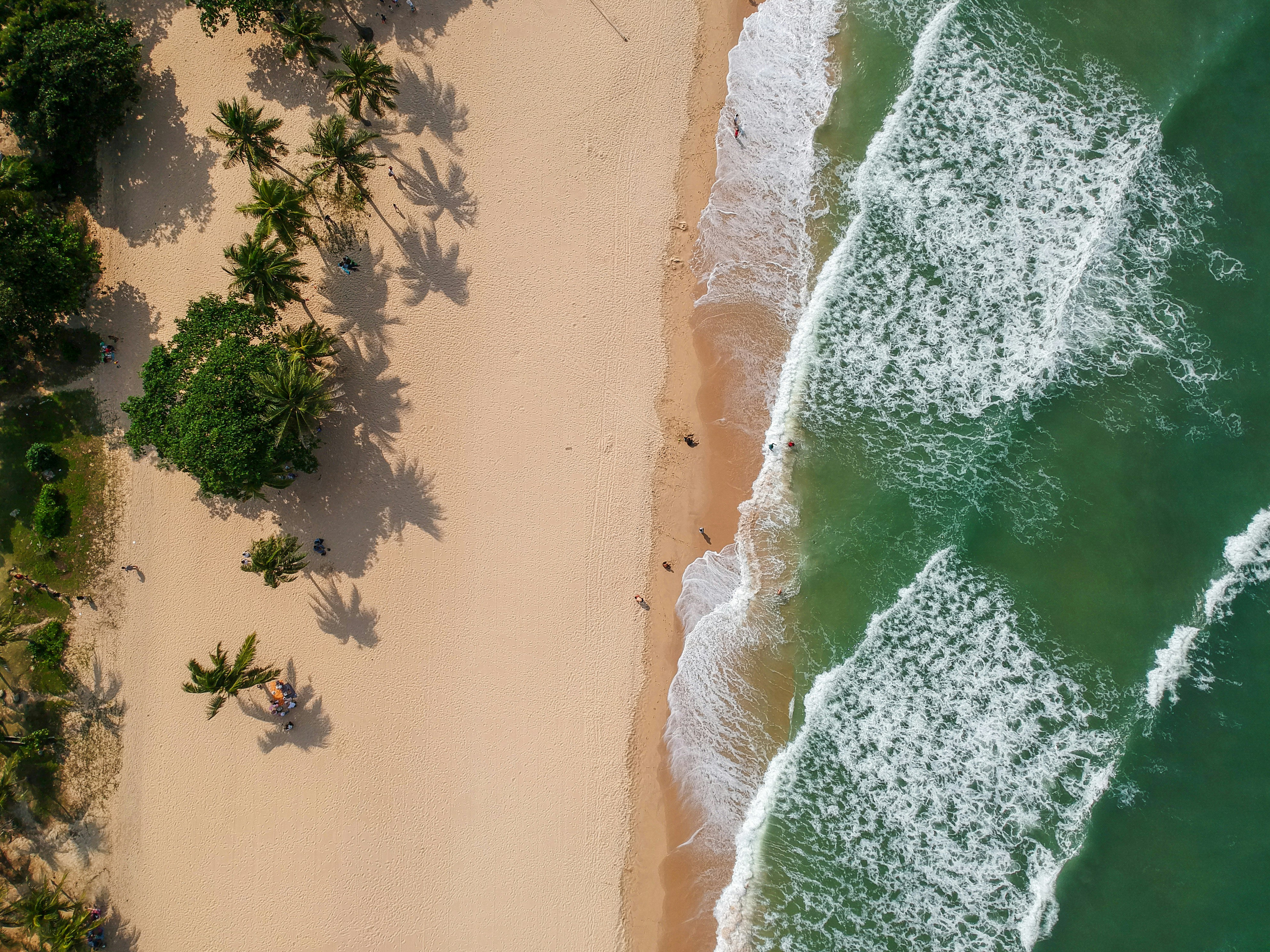 aerial photography of seashore near trees